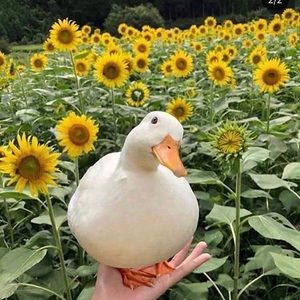 Meet your Posher, Annie